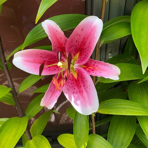 Meet your Posher, Celeste - Picture 1 of 2